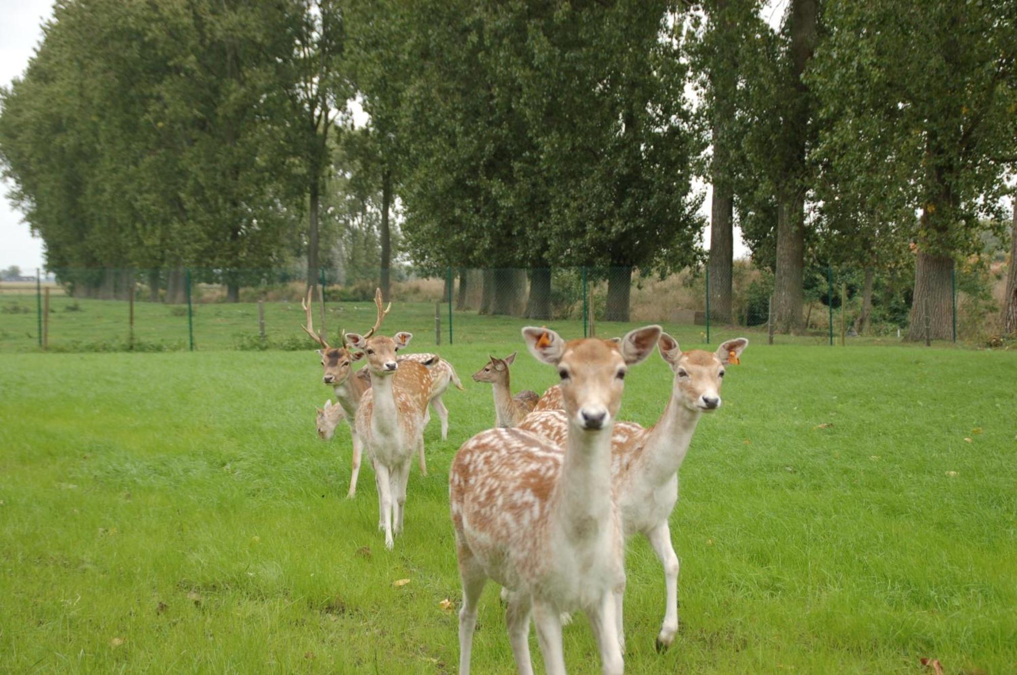 B&B De Rentmeesterhoeve Reningelst Exteriér fotografie